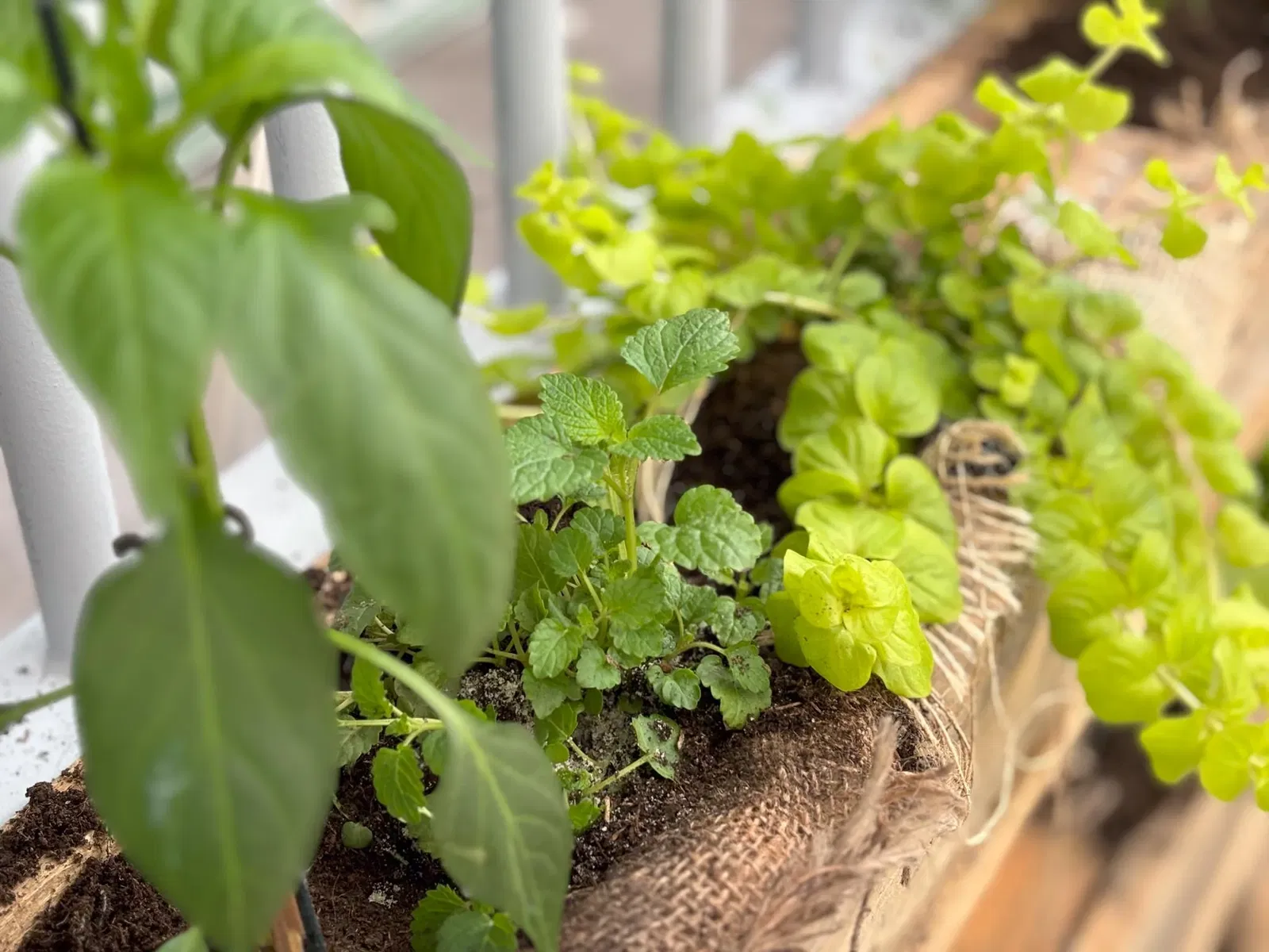 Stedelijk kruidentuintje met aromatische kruiden zoals basilicum en munt, groeiend in een zelfgemaakte plantenbak gemaakt van een pallet op een balkon.
