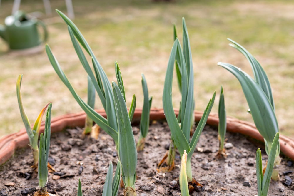 Knoflookplanten die net de grond uitkomen, geplant in een pot in een zonnige tuinplek, ideaal voor een vroege oogst.