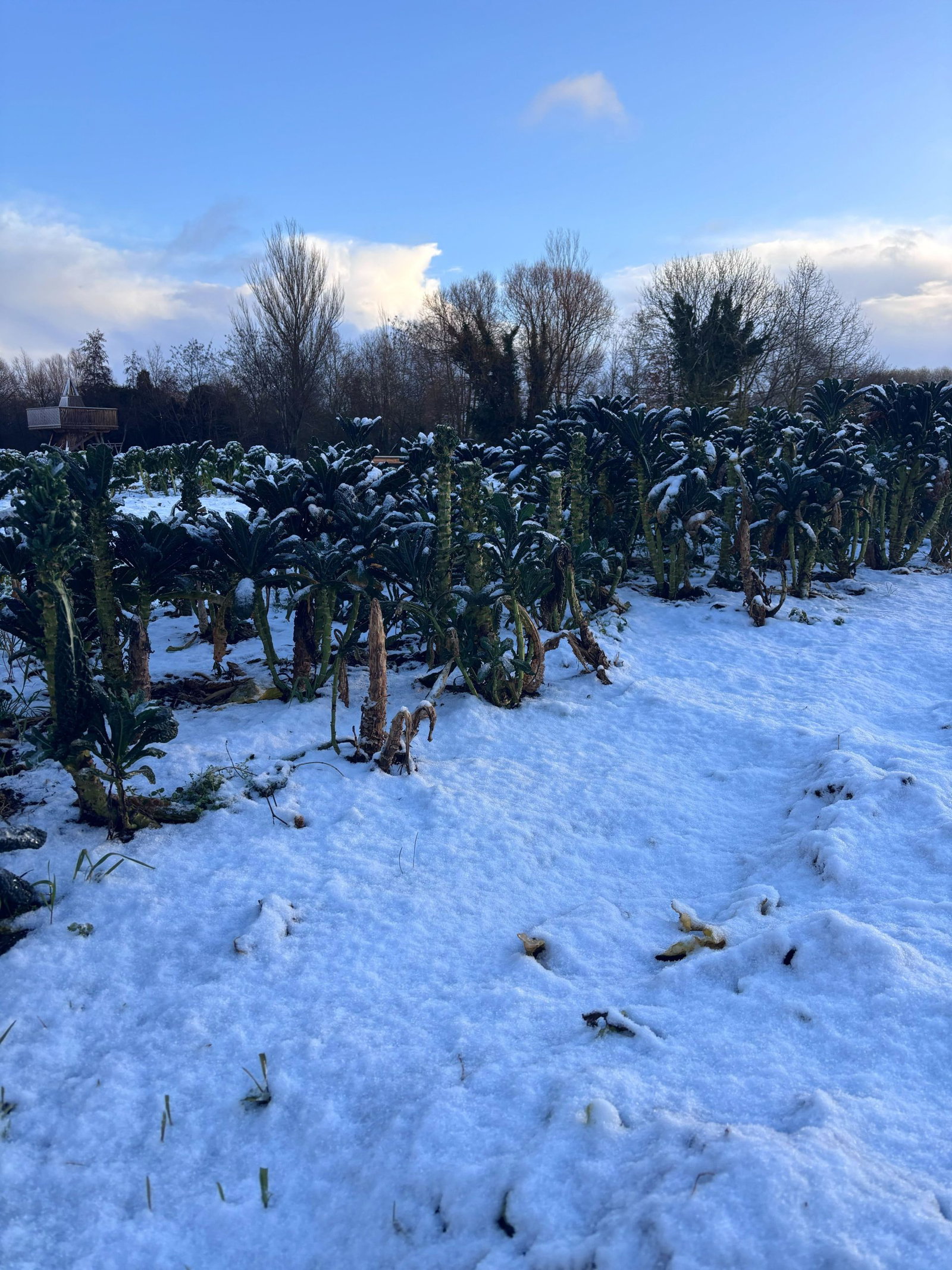 10 tips voor je besneeuwde tuin en balkon